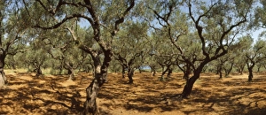 Olive Grove, Zante, Greece Olive Grove, Zante, Greece