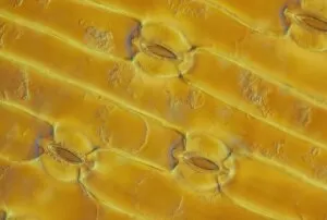 Onion leaf epidermis with stomata pores