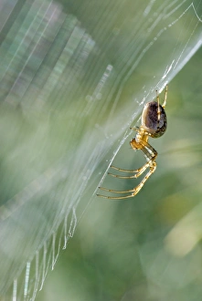 Detecting Gallery: Orb web spider on its web