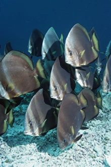 Orbicular spadefish Orbicular spadefish