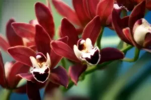 Images Dated 8th November 2006: Orchid (Cymbidium hybrid)