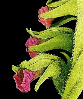 Images Dated 28th November 2002: Orchid flowers, SEM