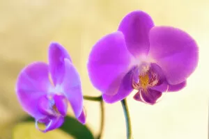 Orchid (Phalaenopsis sp.)