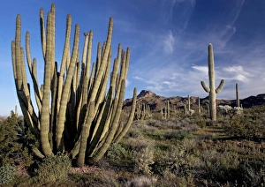 Organ pipe and sagauro cacti Organ pipe and sagauro cacti