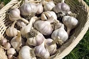Organic garlic bulbs
