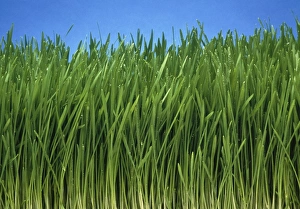 Organically grown wheat grass, Triticum sp Organically grown wheat grass, Triticum sp