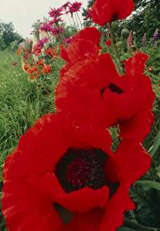 Oriental poppy flowers, Papaver orientale Oriental poppy flowers, Papaver orientale