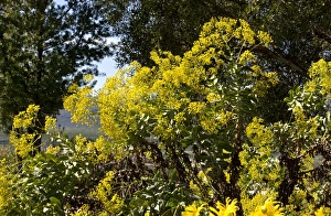 Cederberg Mountains Gallery: Othonna parviflora