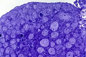 Stem Cell Gallery: Ovarian primordial follicles, micrograph C016 / 0536