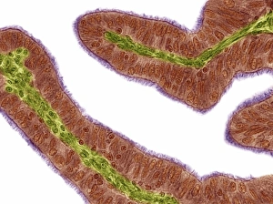 Oviduct mucosal folds, light micrograph Oviduct mucosal folds, light micrograph