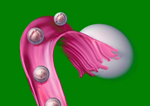 Stem Cell Gallery: Ovulation, artwork C016 / 7537