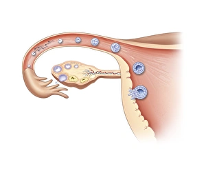 Ovulation and fertilisation, artwork Ovulation and fertilisation, artwork