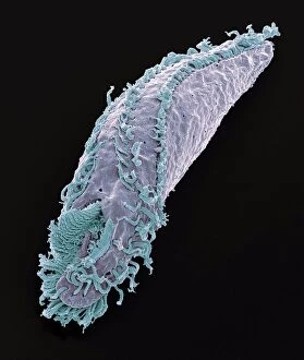 Images Dated 18th December 2013: Oxytricha ciliate protozoan, SEM C019 / 0253