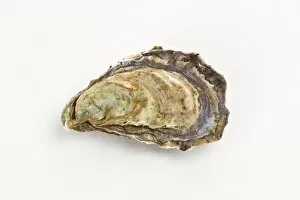 Images Dated 29th June 2010: Pacific oyster