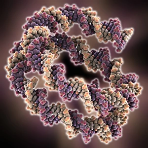 Packaged DNA molecule Packaged DNA molecule