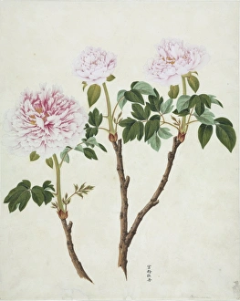 Paeonia moutan, 19th-century artwork Paeonia moutan, 19th-century artwork