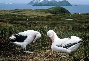 Images Dated 1st February 2002: Pair of wandering albatrosses