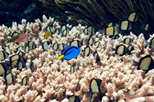 Palette surgeonfish over coral Palette surgeonfish over coral