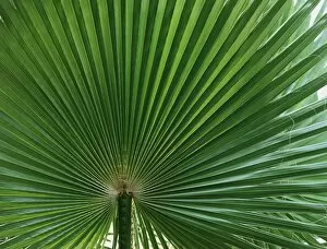 Images Dated 10th January 2001: Palm leaf