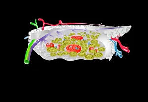 Pancreas anatomy, artwork Pancreas anatomy, artwork