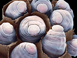 Paper wasp larvae, SEM Paper wasp larvae, SEM