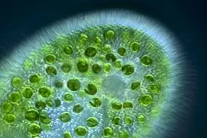 Paramecium bursaria protozoan, light micr