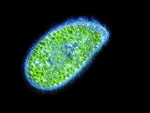 Paramecium bursaria protozoan, micrograph