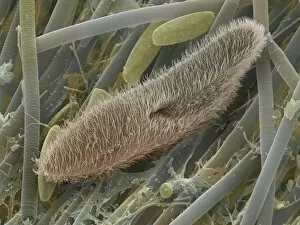 Paramecium sp. protozoan, SEM