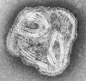 Images Dated 20th February 2006: Paramyxovirus particle, TEM