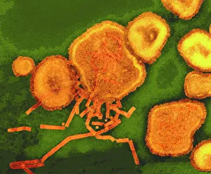 Paramyxovirus particles, TEM Paramyxovirus particles, TEM