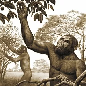 Australopithecine Collection: Paranthropus aethiopicus, artwork C013 / 9581