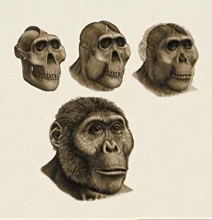 Australopithecine Collection: Paranthropus boisei anatomy, artwork C013 / 9582