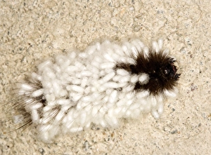 Parasitised garden tiger caterpillar Parasitised garden tiger caterpillar