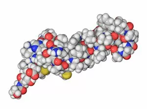 Compounds Collection: Parathyroid hormone molecule