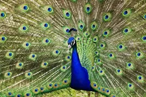 Images Dated 21st September 2004: Peacock displaying
