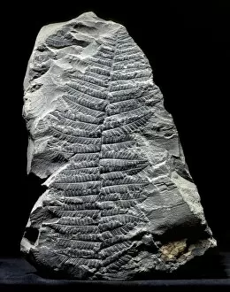 Images Dated 16th December 2013: Pecopteris fern fossil C018 / 9393