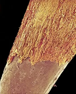 Images Dated 14th May 2003: Pencil tip, SEM