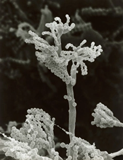 Penicillin fungus growing on cheddar cheese Penicillin fungus growing on cheddar cheese