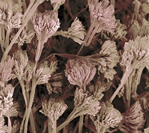 Penicillium fruiting bodies, SEM