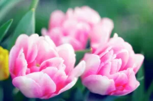 Trio Gallery: Peony-flowering tulips (Tulipa sp.)