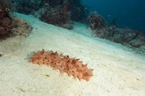 Holothuroidea Gallery: Peppermint sea cucumber