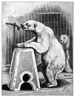 Magazine Gallery: Performing bears, 1893 C013 / 9111