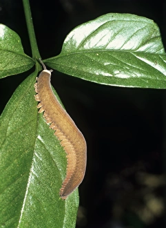 Peripatus Peripatus