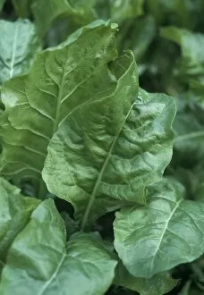 Images Dated 22nd November 2006: Perpetual spinach (Beta vulgaris)
