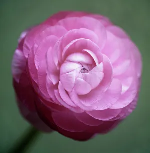 Persian buttercup (Ranunculus asiaticus) Persian buttercup (Ranunculus asiaticus)
