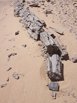 Petrified Tree trunk, Libya Petrified Tree trunk, Libya