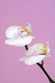 Orchids Gallery: Phalaenopsis flowers (Phalaenopsis sp.)