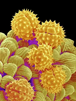 Philadelphia fleabane pollen grains, SEM Philadelphia fleabane pollen grains, SEM