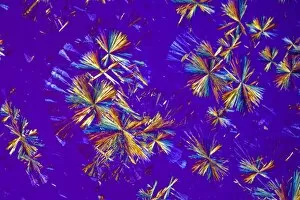 Polarised Light Micrograph Collection: Phorazin crystals, polarised LM C017 / 8480