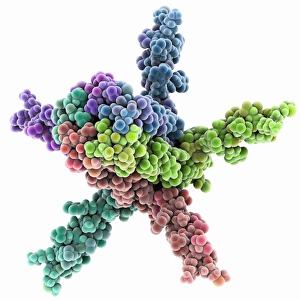 Phospholamban membrane protein molecule Phospholamban membrane protein molecule